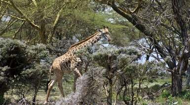 Naivasha