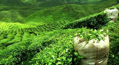 Nuwara Eliya