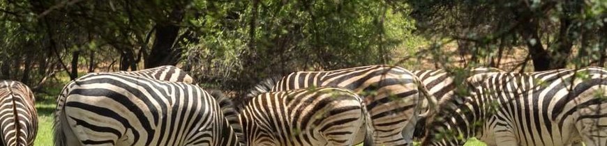 Botswana al Completo y Cataratas Victoria