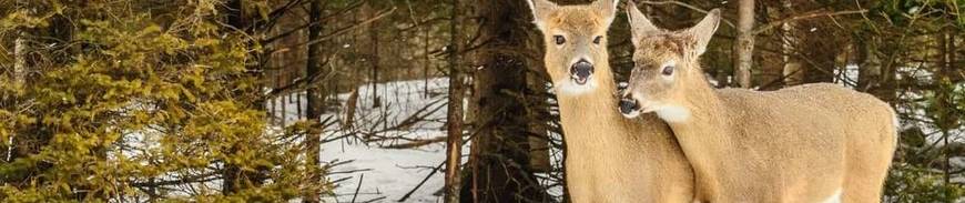 Canadá Este Clásico - Especial Invierno