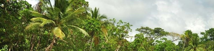 Costa Rica Básica, Tortuguero y Playa Manuel Antonio