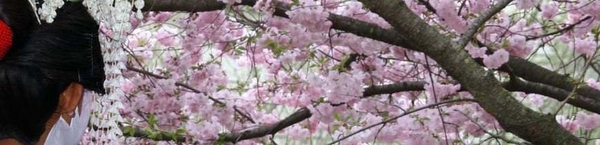 Japón Tradicional + Tren Bala + 8 Visitas