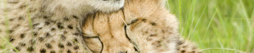 Parques y Reservas Nacionales de Kenia