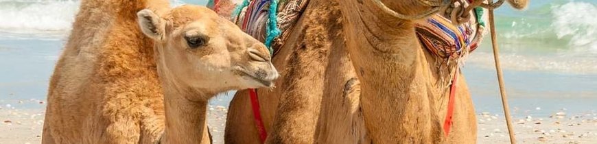 Túnez: Huellas Bereberes y Playa - Rebajas