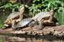 Tortuguero