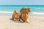Hammamet