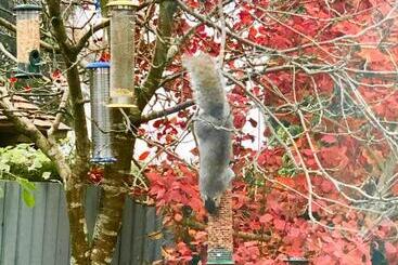 تختخواب و صبحانه Laurels