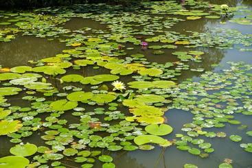 تختخواب و صبحانه Stone House Homestay