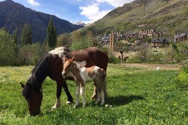 펜션 Hostal Rural Sant Climent