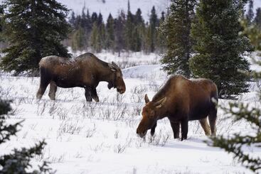 بيت ريفى Denali Wild Stay