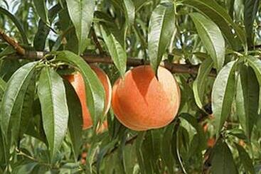 ריוקאן Seishokan