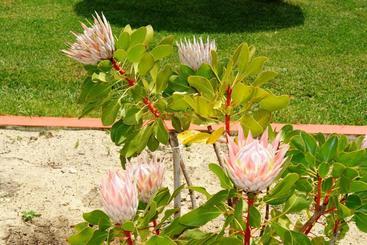 هتل Quinta Da Boavista  Duna Parque Group