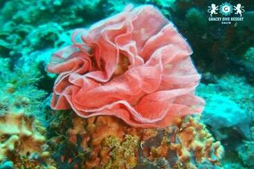 Reddoorz Plus @ Gracey Dive Resort Dumaguete