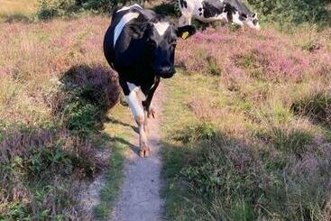 Bed & Breakfast Beilerhorst