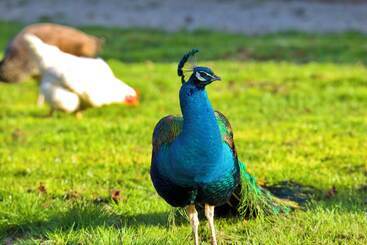 צימר Château D Aigneville