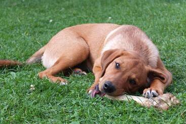 بنسيون Alte Schmiede Putbus