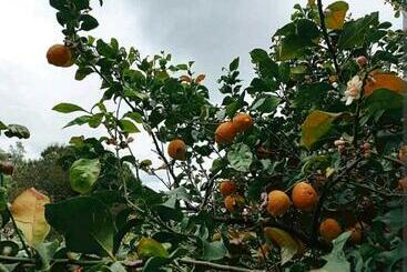 تختخواب و صبحانه A Casa Di Grea