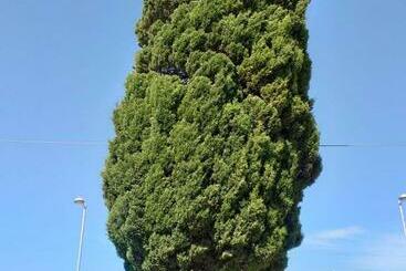 تختخواب و صبحانه L Albero Bello Holiday