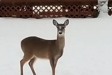 بيت ريفى Fish Un Time Resort