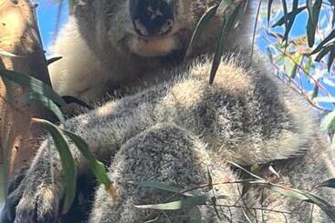 酒店 Bear Gully Coastal Cottages