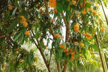 هتل Huan Chiang Dao Resort