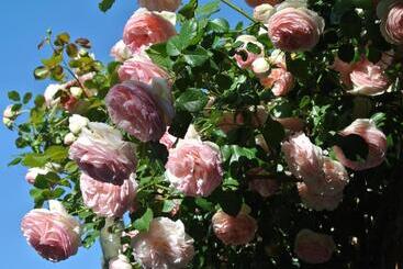 בית מלון כפרי Le Relais Des Chartreuses