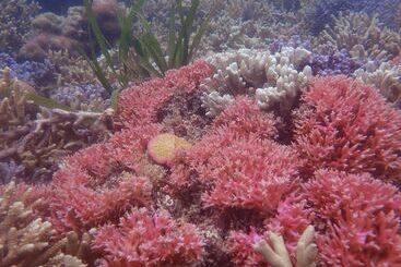 فندق The High Dive Gili Gede