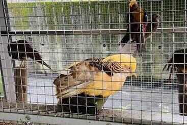 هتل River Forest Leisure Farm