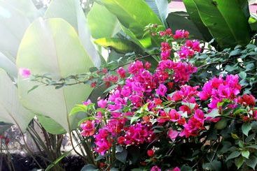 پانسیون Foo Homestay
