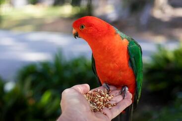 膳宿费 Rosella S On Springbrook