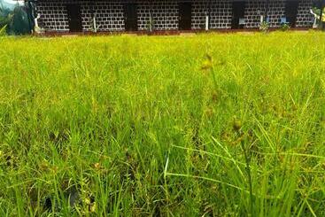 펜션 Comfy Cottages In Saligao