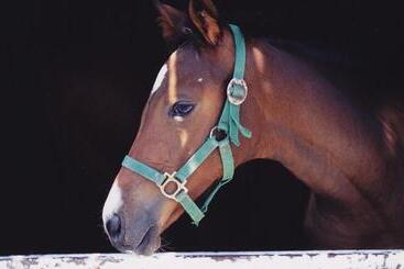 Отель Annex Inn