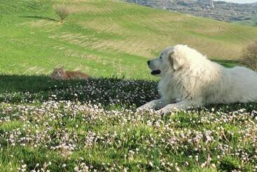 בית מלון כפרי Agriturismo Colle Di Mezzo