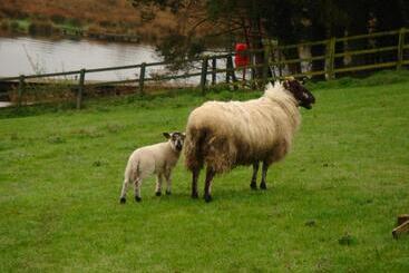 住宿加早餐 Corrigans Shore House