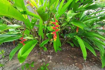 تختخواب و صبحانه Mass Eco Cabana Yoga & Spa   Unawatuna