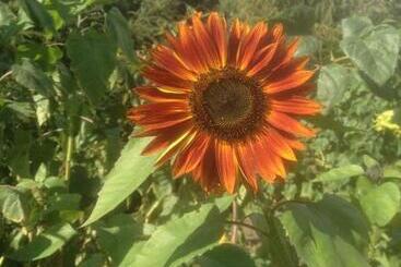 Give Bed & Breakfast