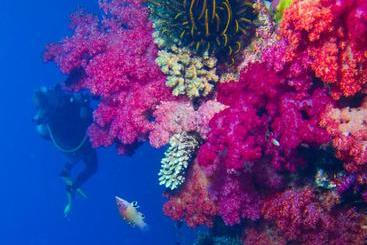 Taveuni Palms Resort