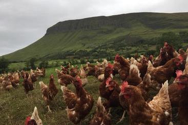 Benbulben Farmhouse B&b