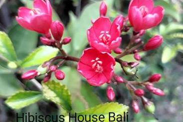 پانسیون Hibiscus House Pemuteran Bali