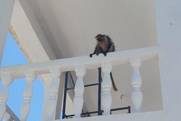 تختخواب و صبحانه Villa Mina Beachhouse
