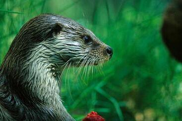 هتل آپارتمان Doña Ruidera