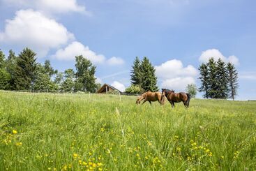 ペンション Landhaus Bergidyll