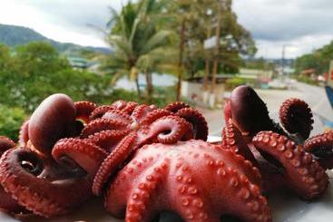 هتل Pura Vida Backpackers Golfito
