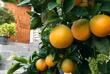 تختخواب و صبحانه Grandpa’s Home