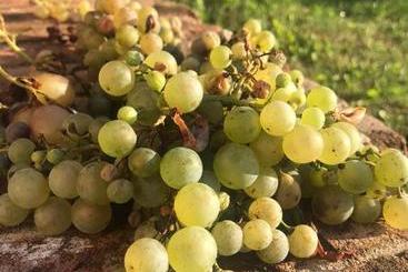هتل Agriturismo Terre Bianche