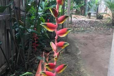 پانسیون Ayahuaska Backpackers House  Casa Completa En Alquiler