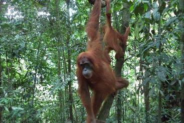 پانسیون Ida Guest House & Jungle Trekking