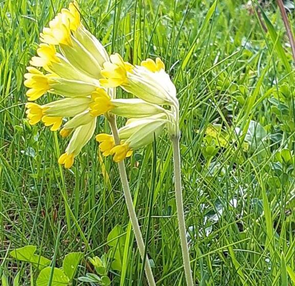 هتل Hostal La Placeta