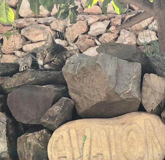 فندق Hostal Avalon