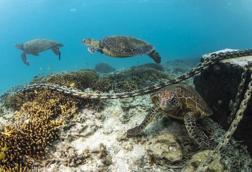 渡假胜地  Heron Island